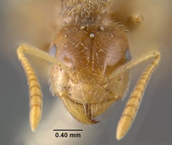 Media type: image;   Entomology 34759 Aspect: head frontal view